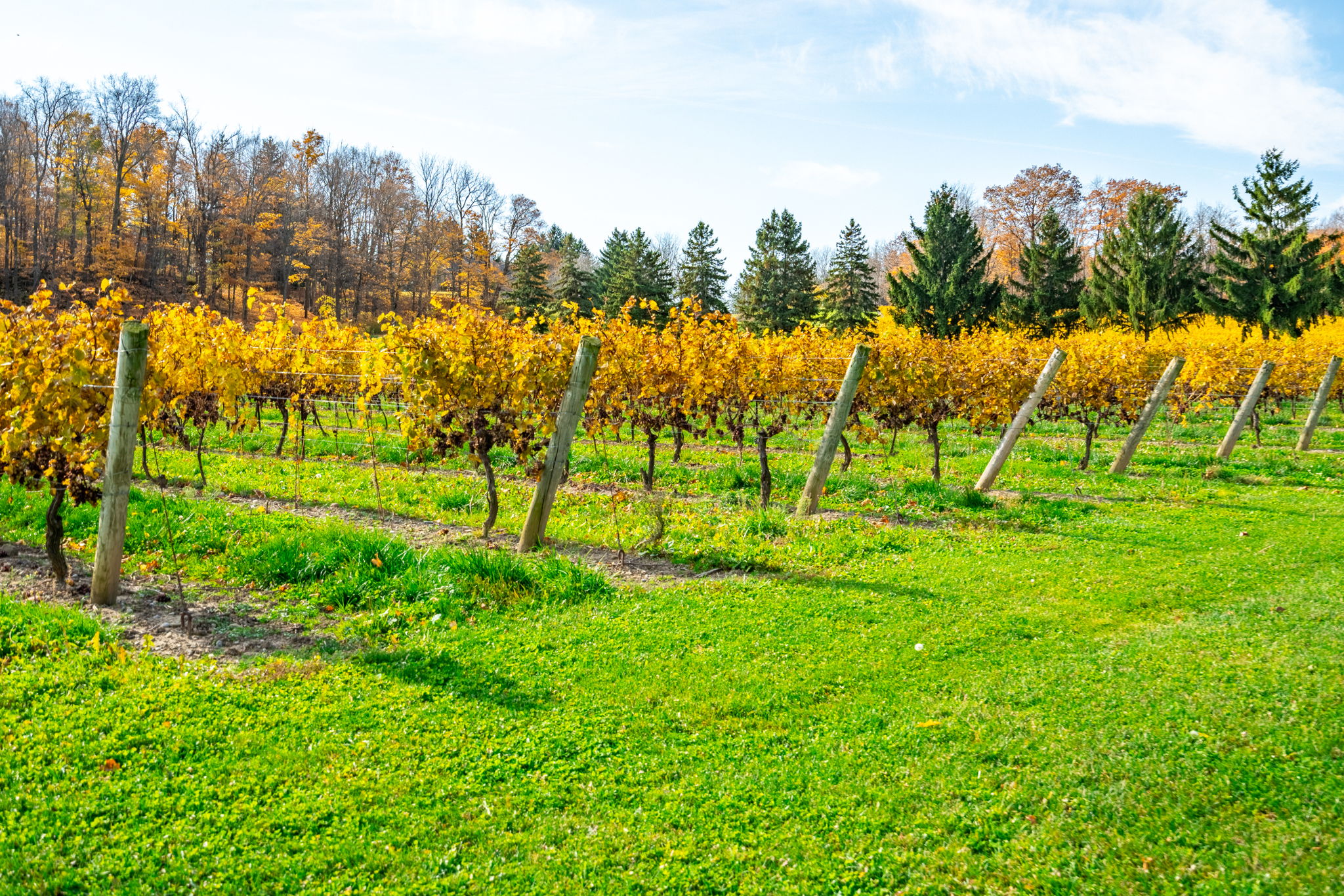 Rows of grapevines in the vineyard with autumn colours