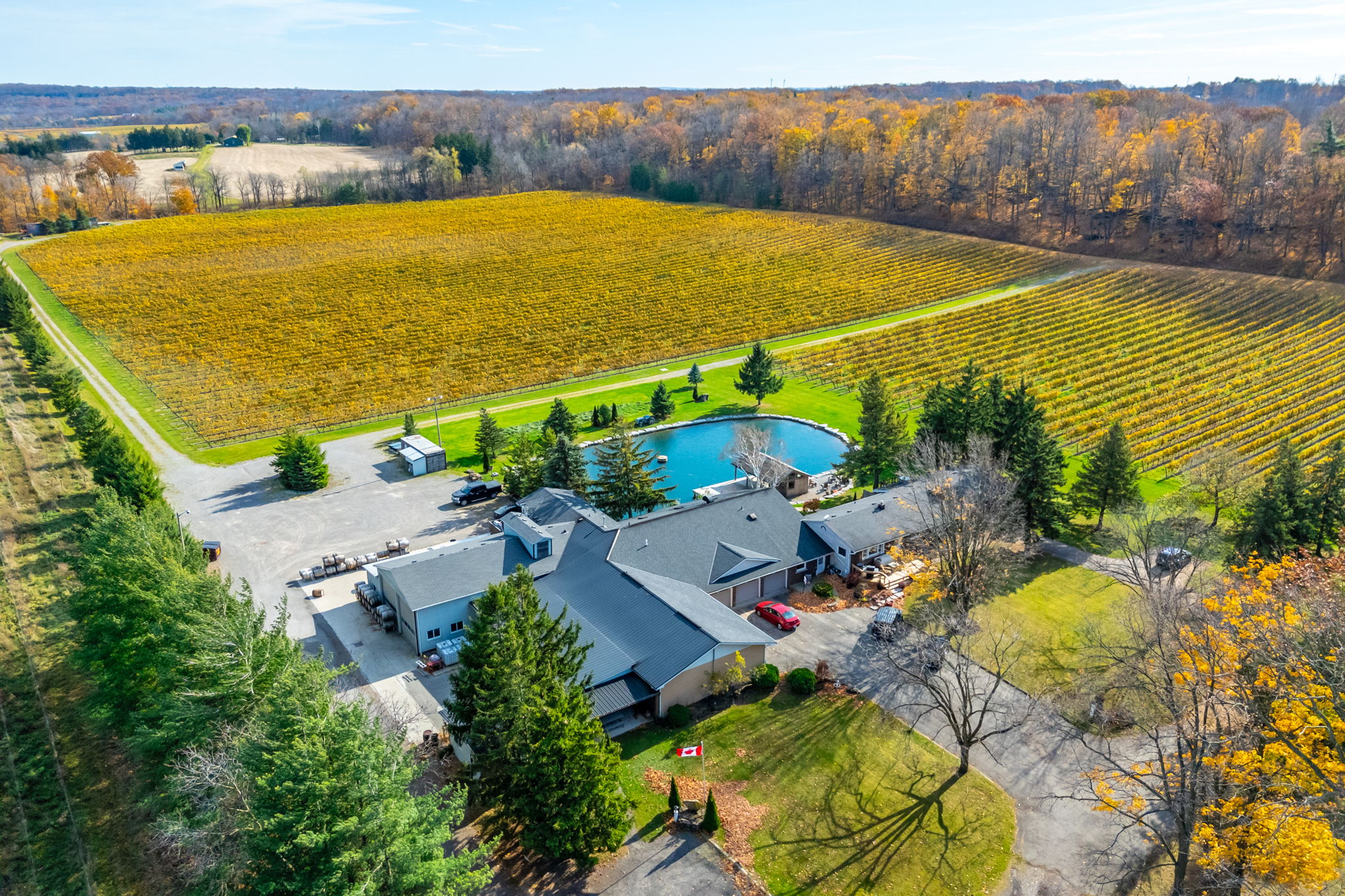 Vineyard
