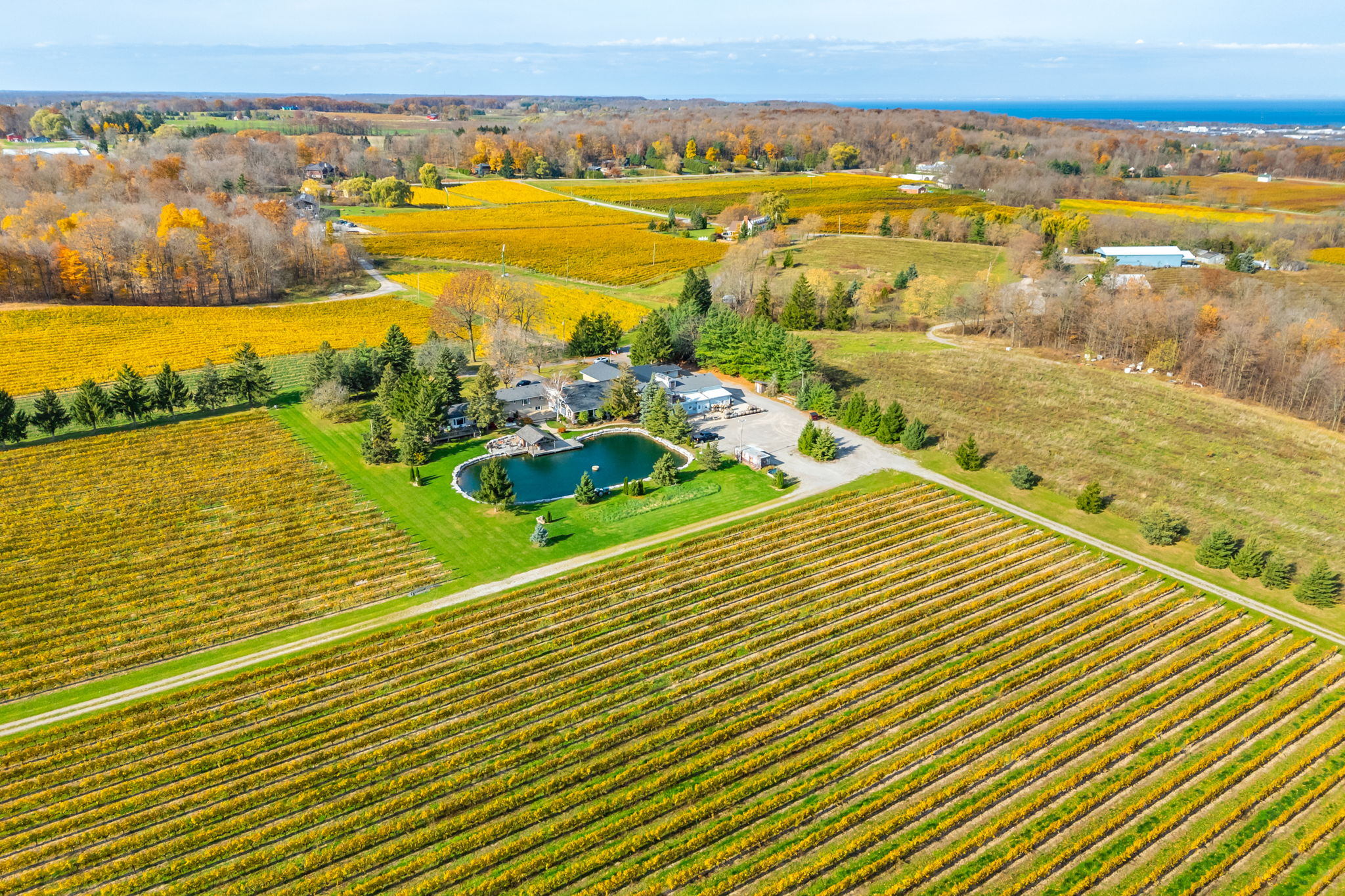 Vineyard